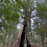 Hollowed out giant tingle tree at the Giant Tingle Tree lookout Hollowed out giant tingle tree at the Giant Tingle Tree lookout