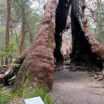 Close up of base of hollowed out giant tingle tree at the Giant Tingle Tree lookout Close up of base of hollowed out giant tingle tree at the Giant Tingle Tree lookout