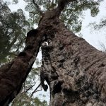 View upwards of giant tingle tree with two trunks at the Giant Tingle Tree lookout View upwards of giant tingle tree with two trunks at the Giant Tingle Tree lookout