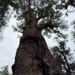 View upwards of giant tingle tree at the Giant Tingle Tree lookout View upwards of giant tingle tree at the Giant Tingle Tree lookout