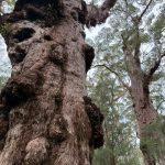 Close up of gnarled giant tingle tree at the Giant Tingle Tree lookout Close up of gnarled giant tingle tree at the Giant Tingle Tree lookout
