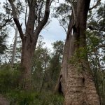 Giant tingle trees at the Giant Tingle Tree lookout Giant tingle trees at the Giant Tingle Tree lookout