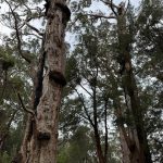 Gnarled giant tingle trees at the Giant Tingle Tree lookout Gnarled giant tingle trees at the Giant Tingle Tree lookout