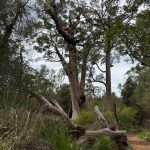 Giant tingle trees at the Giant Tingle Tree lookout Giant tingle trees at the Giant Tingle Tree lookout