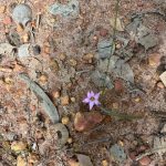 Onion Grass or Guildford Grass, Romulea rosea (weed) Onion Grass or Guildford Grass, Romulea rosea (weed)