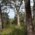 View from John Tate Lookout View from John Tate Lookout