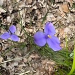 Patersonia occidentalis – Native Iris or Purple Flag Patersonia occidentalis – Native Iris or Purple Flag