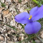 Close up of Patersonia occidentalis – Native Iris or Purple Flag Close up of Patersonia occidentalis – Native Iris or Purple Flag