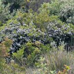 Shelley Beach West Cape Howe NP Shelley Beach West Cape Howe NP