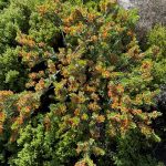 Two Peoples Bay Reserve