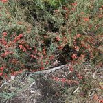 Two Peoples Bay Reserve