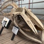 Humpback whale skeleton Humpback whale skeleton