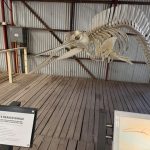 Gray's beaked whale skeleton Gray's beaked whale skeleton