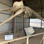 18. Sperm whale skeleton 18. Sperm whale skeleton