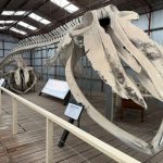 pygmy blue whale Historic Whaling Station