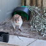 Rufous Bettong Rufous Bettong