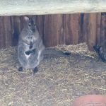 Pademelon with joey Pademelon with joey