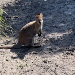 Pademelon Pademelon