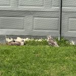 Bush thick-knees, aka stone curlews Bush thick-knees, aka stone curlews