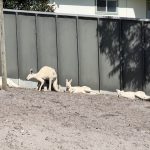 Albino kangaroos Albino kangaroos