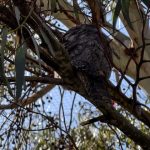Tawny frogmouth Tawny frogmouth