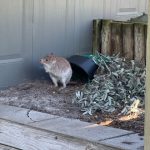 Rufous bettong Rufous bettong